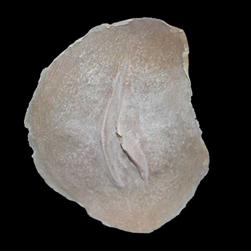 Cicatriz Mod. 3 cortada abierta