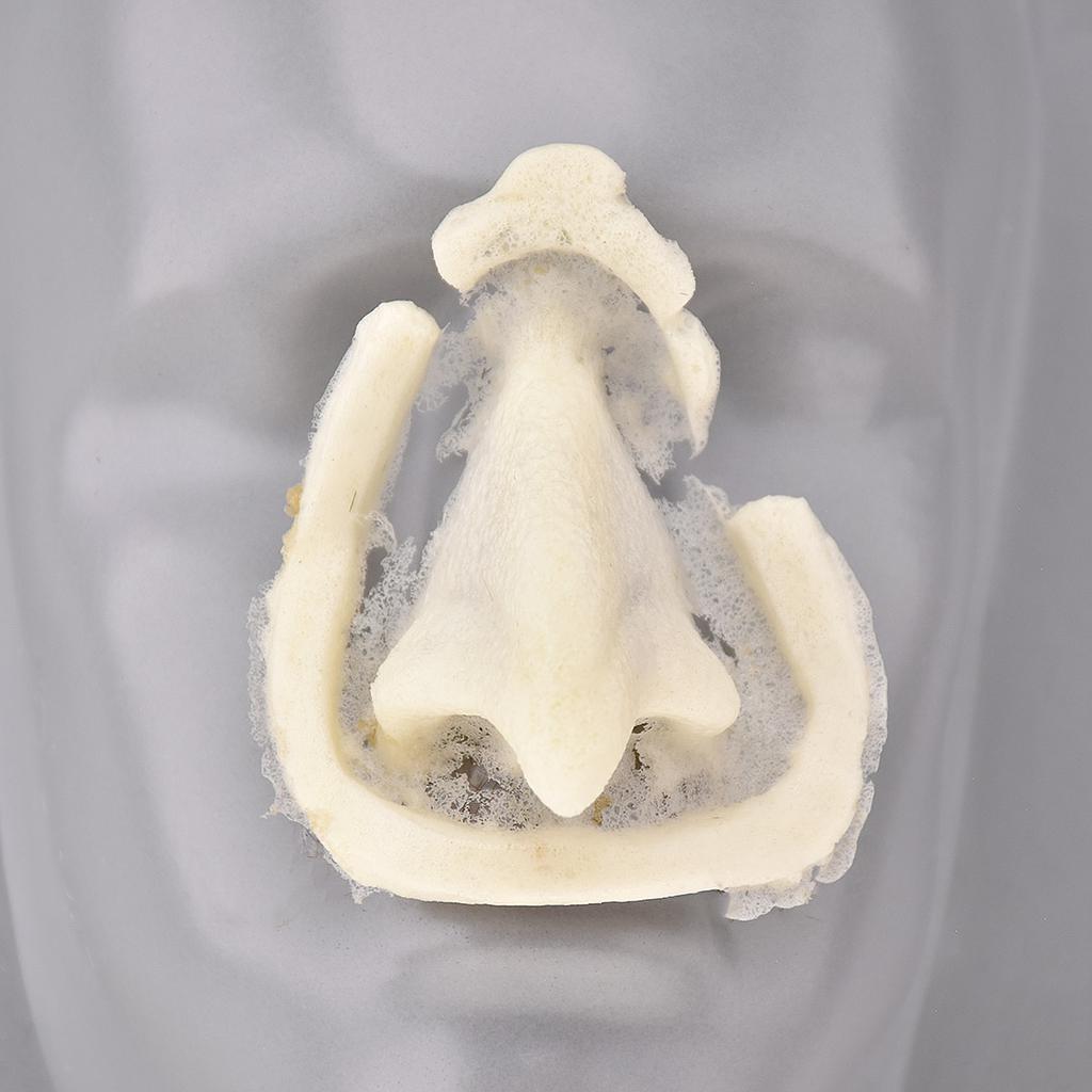 Prostético de Nariz de foam Mod. 5 Bruja/Diablo